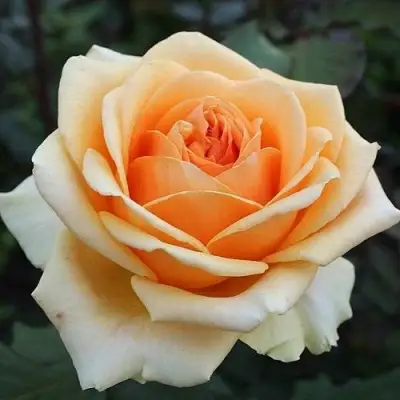 Роза ГЕЙША чайно-гибридная в Речице