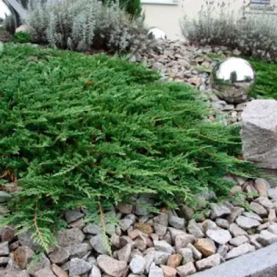 Можжевельник ПРИНЦ ОФ УЭЛЬС горизонтальный в Речице