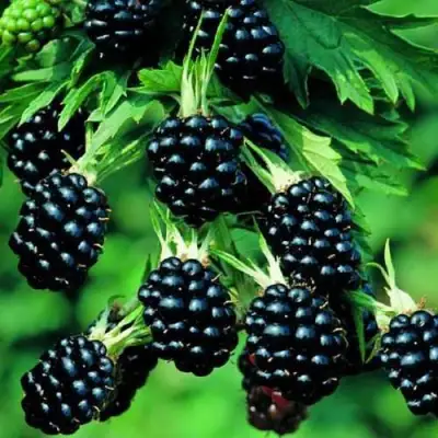 Ежевика КИТАНИНИ бесшипная  в Речице