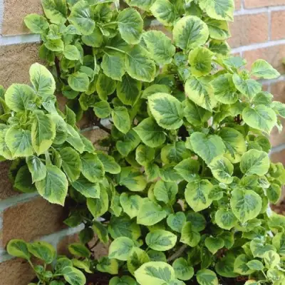 Гортензия МИРАНДА черешковая в Речице