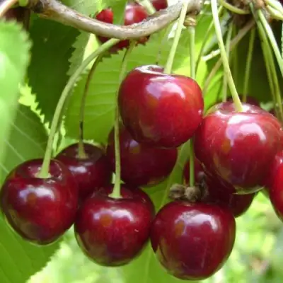 Вишня ХАРИТОНОВСКАЯ в Речице