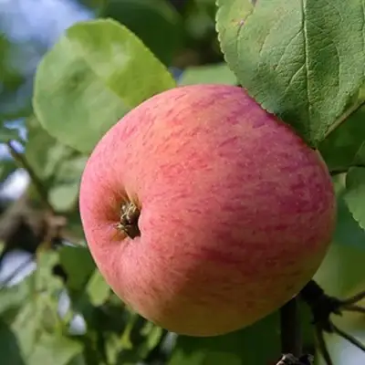 Яблоня МЕЛБА в Речице