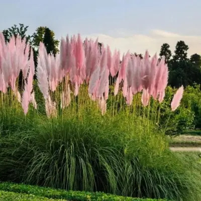 Кортадерия розовая (пампасная трава) в Речице