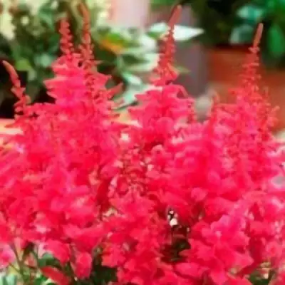 Астильба ЮНИК КАРМИН гибридная в Речице