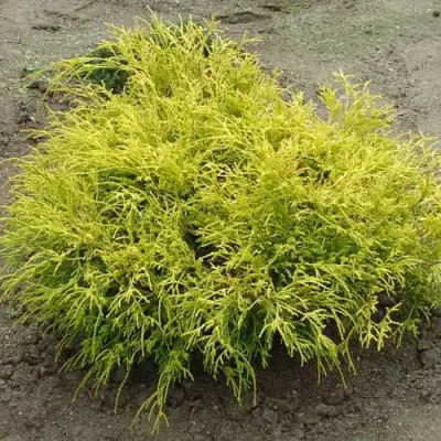 Кипарисовик ГОЛДЕН МОП горохоплодный в Речице