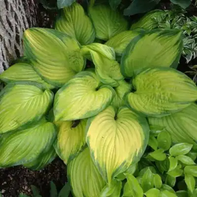 Хоста СТЕЙНД ГЛАСС гибридная в Речице