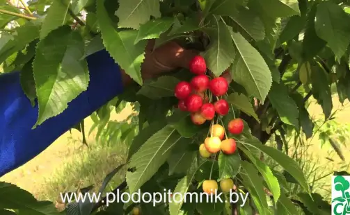 Превью видео