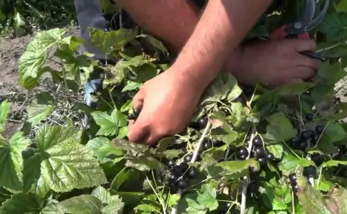 Превью видео