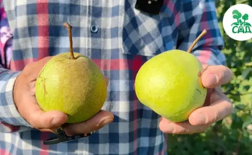 Превью видео