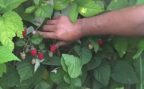 Превью видео