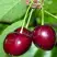 Черешня ВАСИЛИСА в Речице