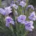 Ирис ИМПЕРИАЛ ОПАЛ сибирский в Речице