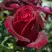 Роза ПАПА МЕЙЯН чайно-гибридная в Речице