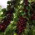 Черешня ХЕЛЕНА колоновидная в Речице