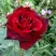 Роза ТАБУ чайно-гибридная в Речице
