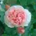 Роза ФИЛИНГ чайно-гибридная в Речице