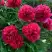 Пион БЕЛГРАВИЯ травянистый в Речице