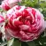 Пион РЕД ВИЗ ПИНК древовидный в Речице