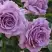 Роза ЛАВ СОНГ флорибунда в Речице