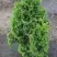 Туя ЗМАТЛИК западная в Речице