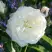 Роза АЛАБАСТЕР флорибунда в Речице