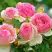 Роза ПЬЕР ДЕ РОНСАР плетистая в Речице