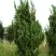 Можжевельник КАЙЗУКА китайский в Речице