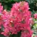 Гортензия МЕГА МИНДИ метельчатая в Речице