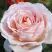 Роза АНДРЕ ЛЕ НОТР чайно-гибридная в Речице