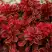 Барбарис РЕД ХОТ ЧИЛИ тунберга в Речице