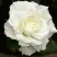Роза МОНДИАЛЬ чайно-гибридная в Речице