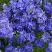 Вероника РОЯЛ БЛЮ большая в Речице