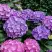 Гортензия ГАМБУРГ крупнолистная в Речице