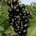 Смородина чёрная ВИНОГРАДНАЯ в Речице
