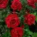 Роза РЕД ИНТУИШН чайно-гибридная в Речице
