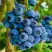 Голубика РЕКА в Речице