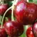 Черешня ВАСИЛИСА в Речице