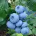 Голубика ТОРО в Речице