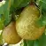 Груша ГЕНЕРАЛ ЛЕКЛЕРК в Речице