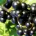 Смородина чёрная ДЕЛИКАТЕСНАЯ в Речице
