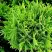 Туя ДАНИКА западная в Речице