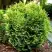 Туя ВОТЕРФИЛД западная в Речице