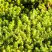 Очиток (седум) ЙЕЛЛОУ КВИН едкий в Речице
