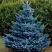 Ель МАДЖЕСТИК БЛЮ колючая в Речице