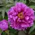 Пион ЛИЛОВАЯ ФАНТАЗИЯ древовидный в Речице