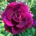 Роза БУРГУНДИ АЙС флорибунда в Речице