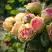 Роза ПИТАХАЙЯ чайно-гибридная в Речице