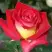 Роза ФРЕНДШИП чайно-гибридная в Речице