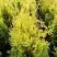 Туя ГОЛДЕН БРАБАНТ западная в Речице
