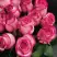 Роза КАРУСЕЛЬ чайно-гибридная в Речице